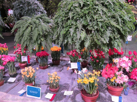 flowershow-2013-266
