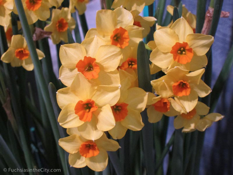 flowershow-2013-269