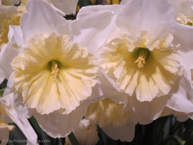 flowershow-2013-289