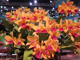 flowershow-2013-312