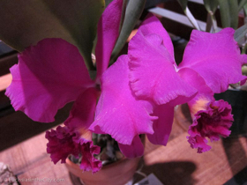 flowershow-2013-317