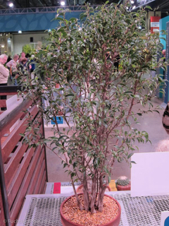 flowershow-2013-320