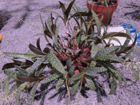 flowershow-2013-367