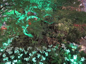 flowershow-2013-398