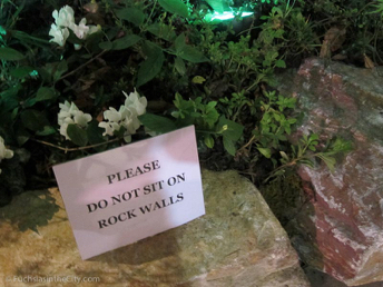 flowershow-2013-406