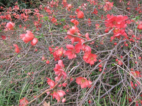 fort-worth-spring-111