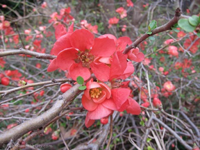 fort-worth-spring-112