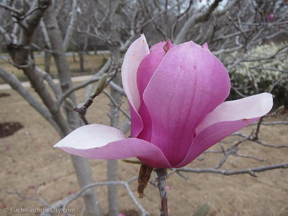 fort-worth-spring-2