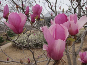 fort-worth-spring-6