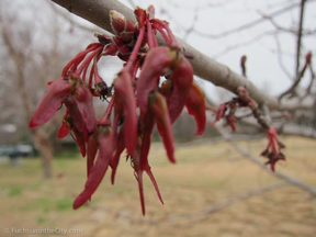 fort-worth-spring-95