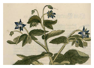 fuchs-borago-officinalis