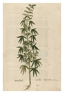 fuchs-cannabis-sativa