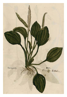 fuchs-plantago-major