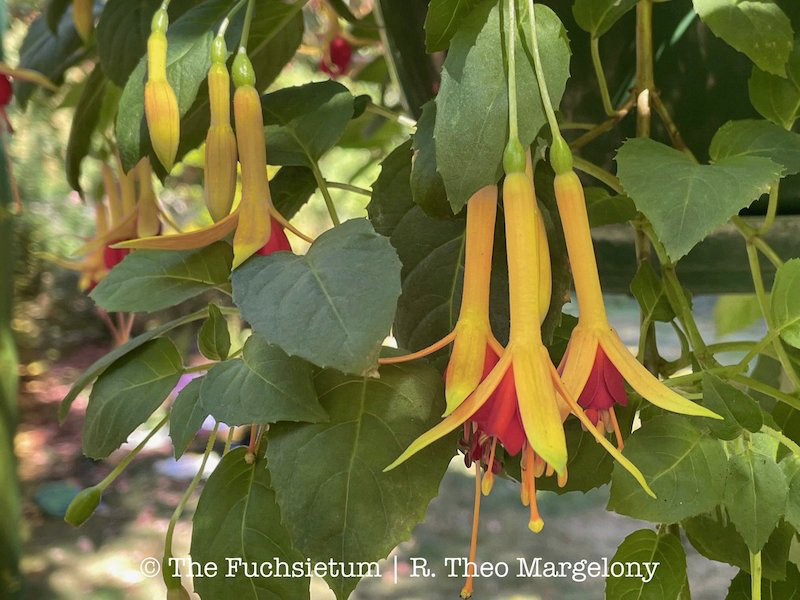 Fuchsia-Aprilscherz