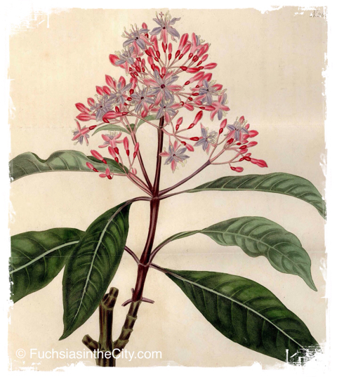 fuchsia-arborescens