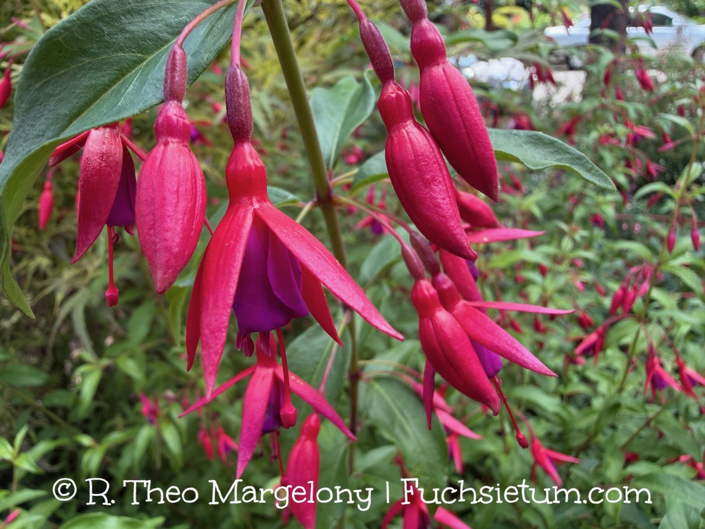fuchsia-bernisser-hardy-01