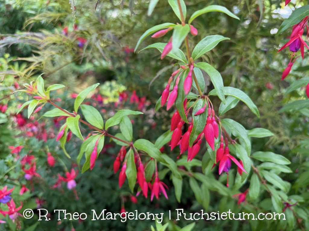 fuchsia-bernisser-hardy-02