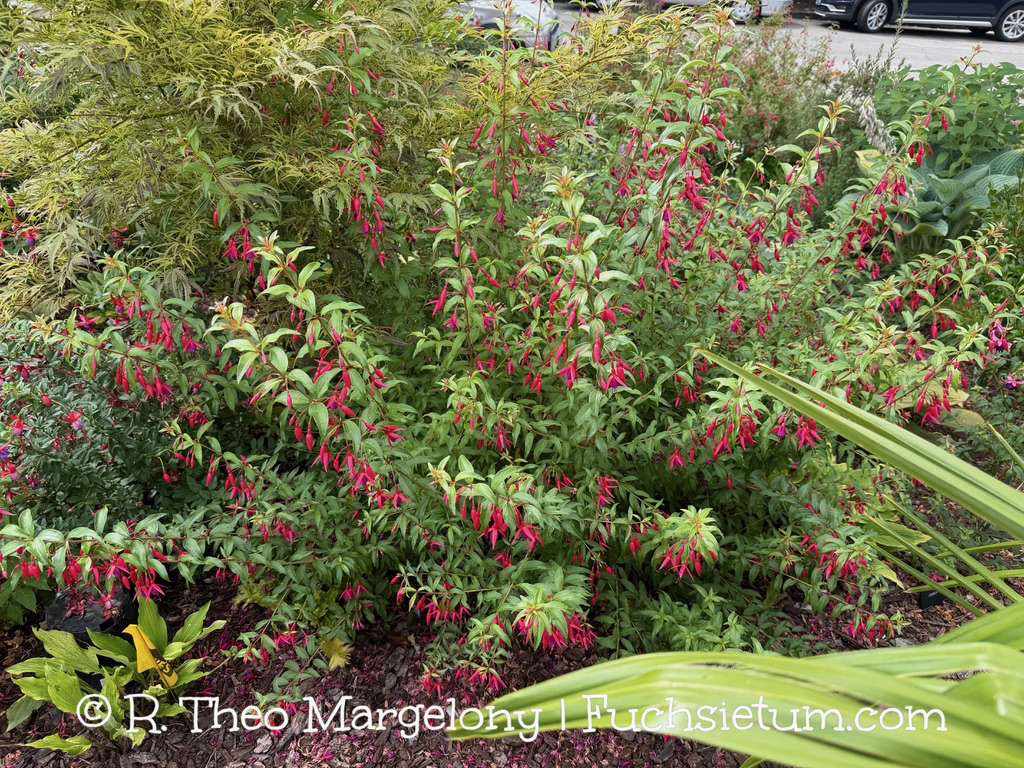 fuchsia-bernisser-hardy-03