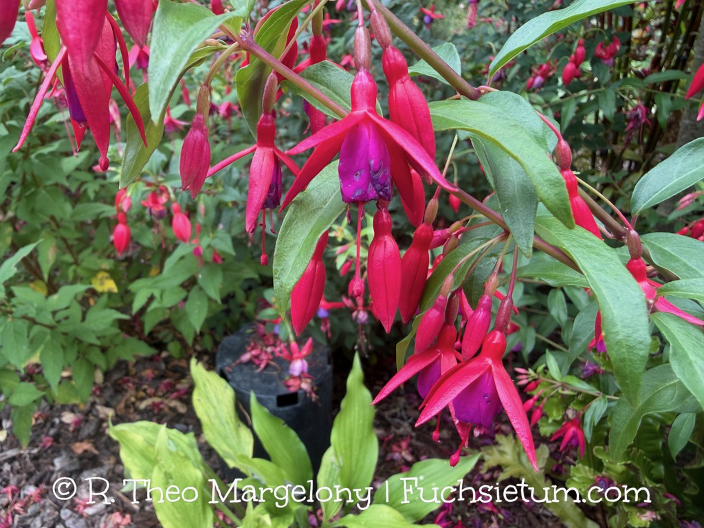 fuchsia-bernisser-hardy-04