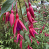 fuchsia-bernisser-hardy-05.