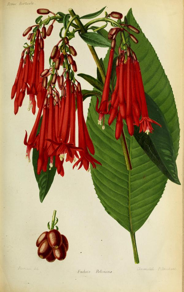 fuchsia-boliviana-02
