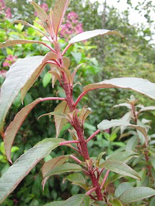 fuchsia-excorticata-2