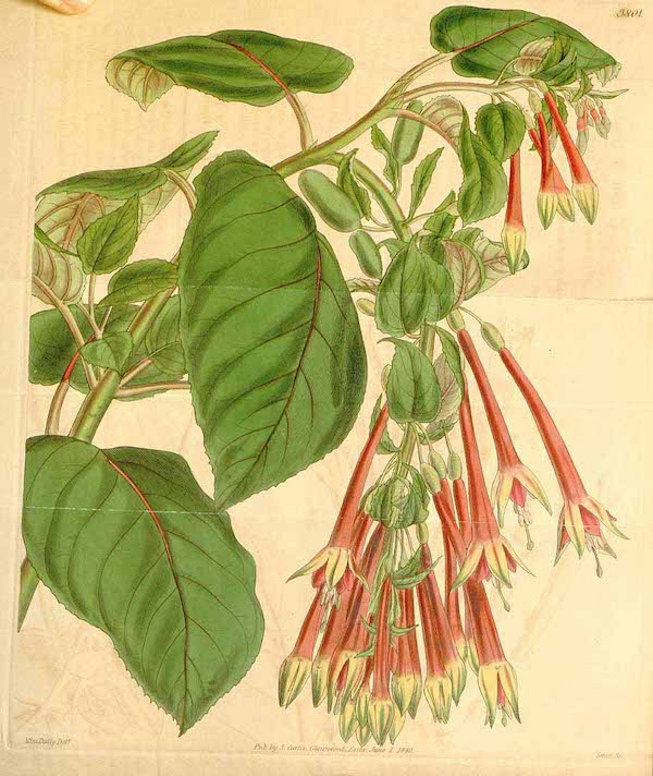 Fuchsia fulgens (Curtis)