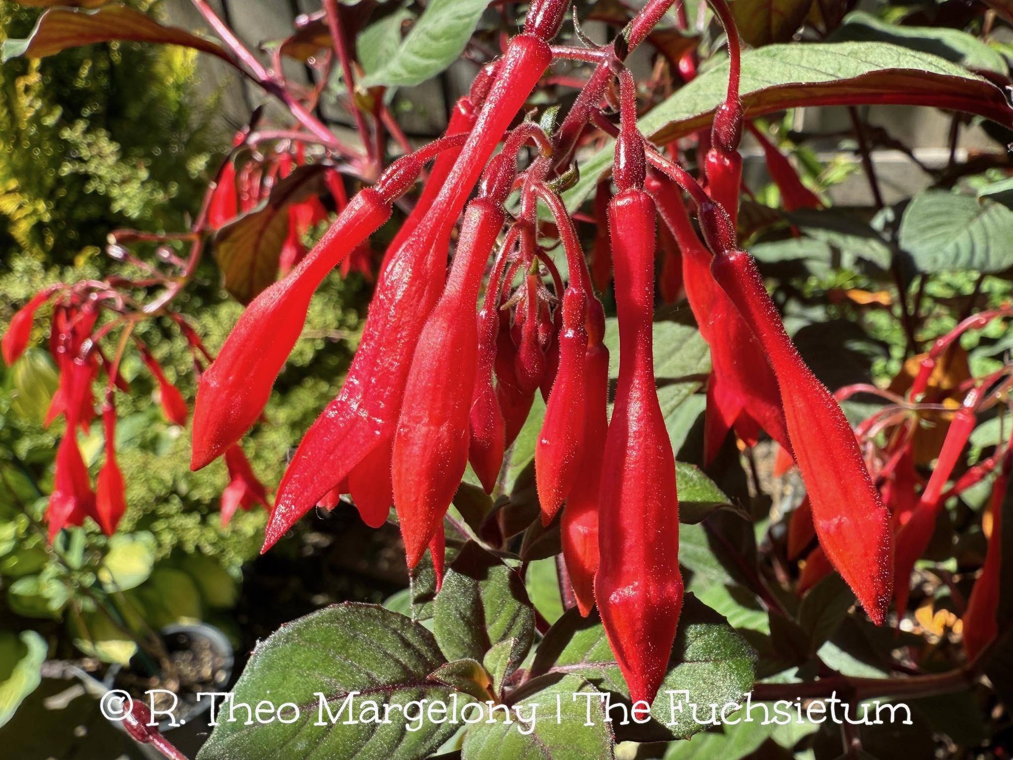 fuchsia-goetingen