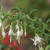 Fuchsia Hawkshead Thumbnail