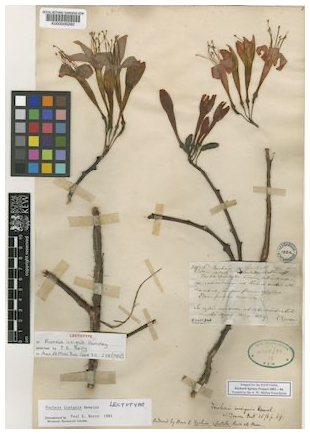 fuchsia insignis Hemsl