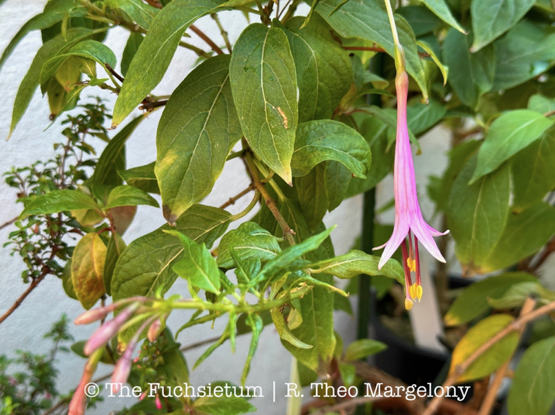 Fuchsia juntasensis