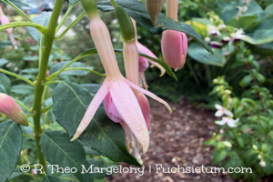 fuchsia-magellanica-a;ba