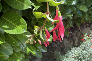 fuchsia-regia-01
