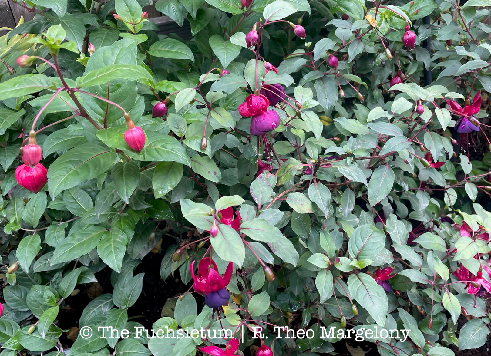 Fuchsia Smokey Blues 02