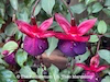Fuchsia Smokey Blues 04 Thumbnail