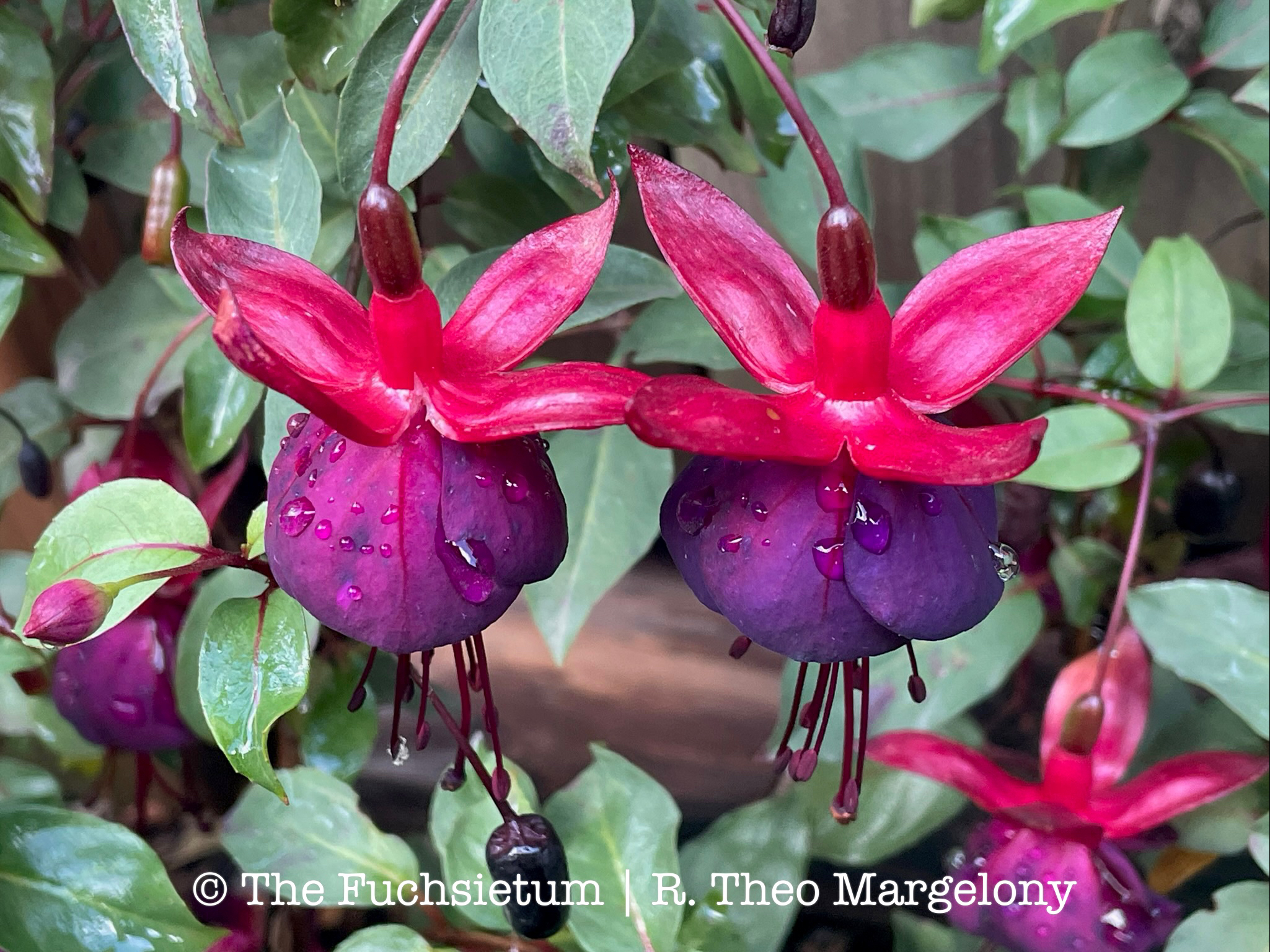 Fuchsia Smokey Blues 04