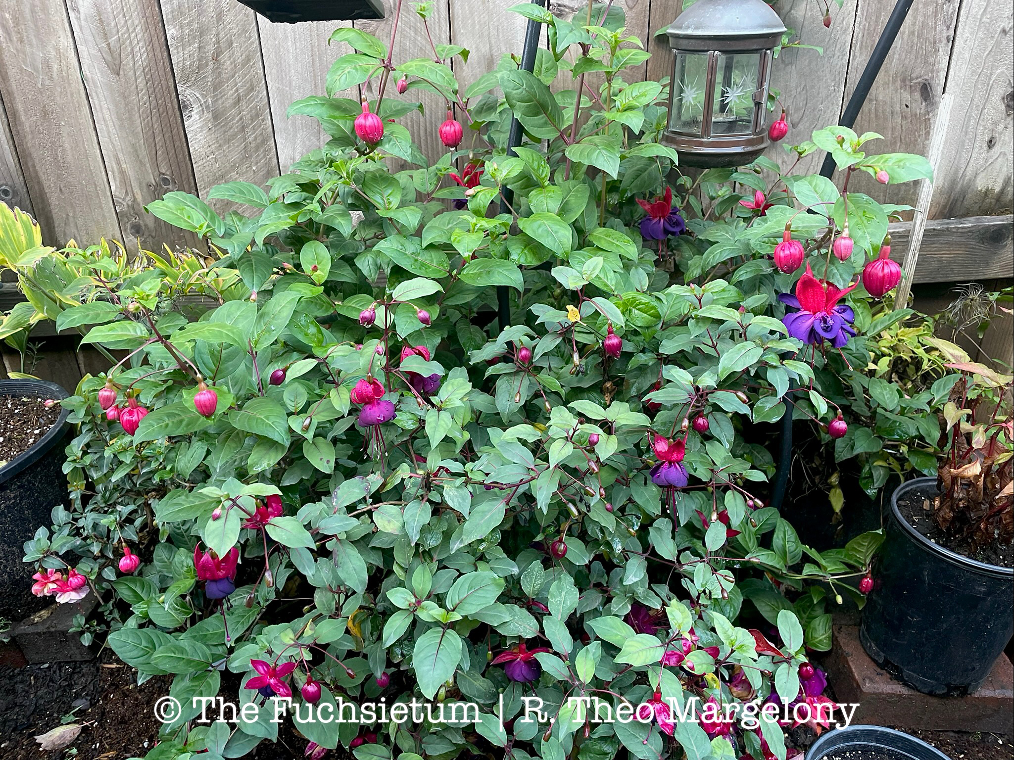 Fuchsia Smokey Blues 05