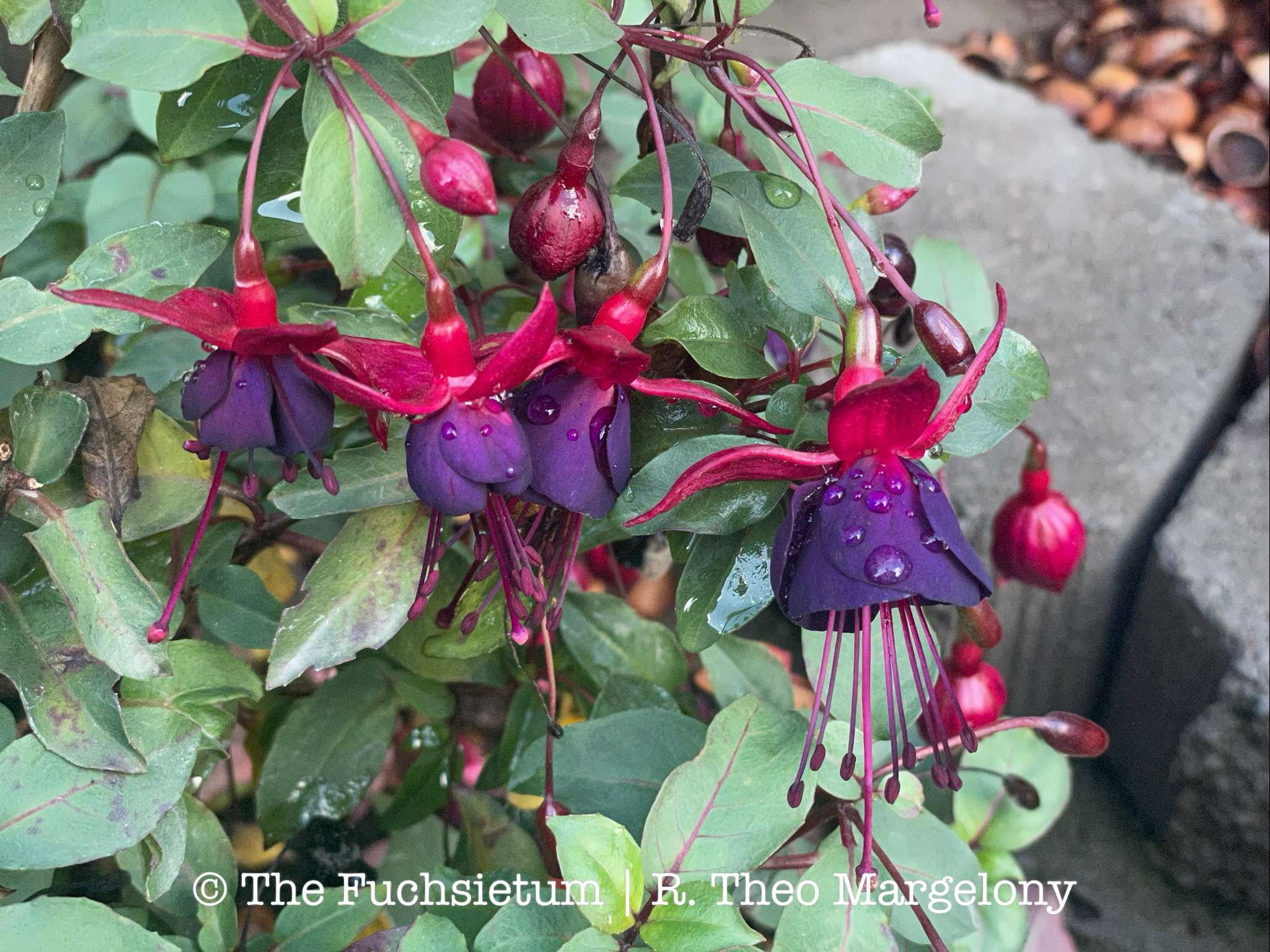 Fuchsia Smokey Blues 06