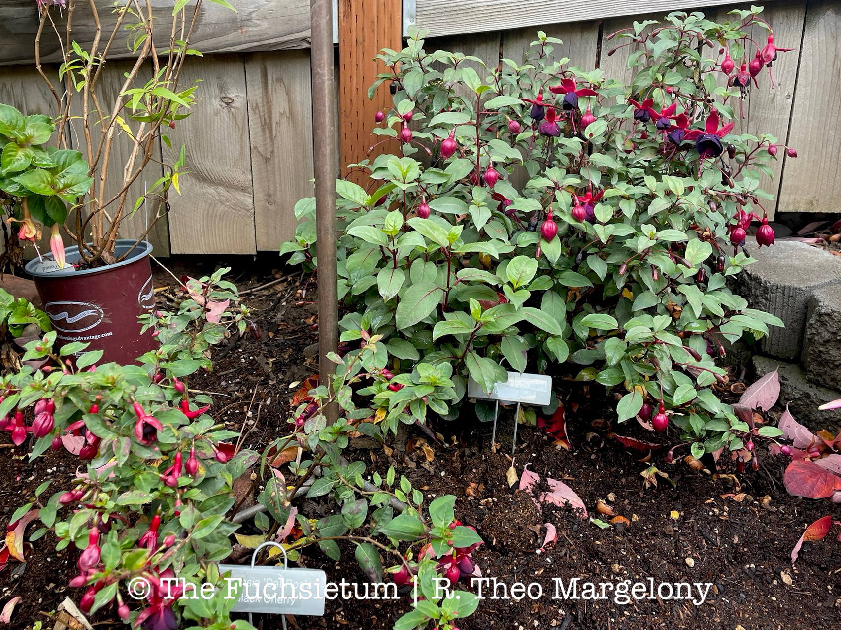 Fuchsia Smokey Blues 07