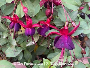 Fuchsia Smokey Blues 08 300x