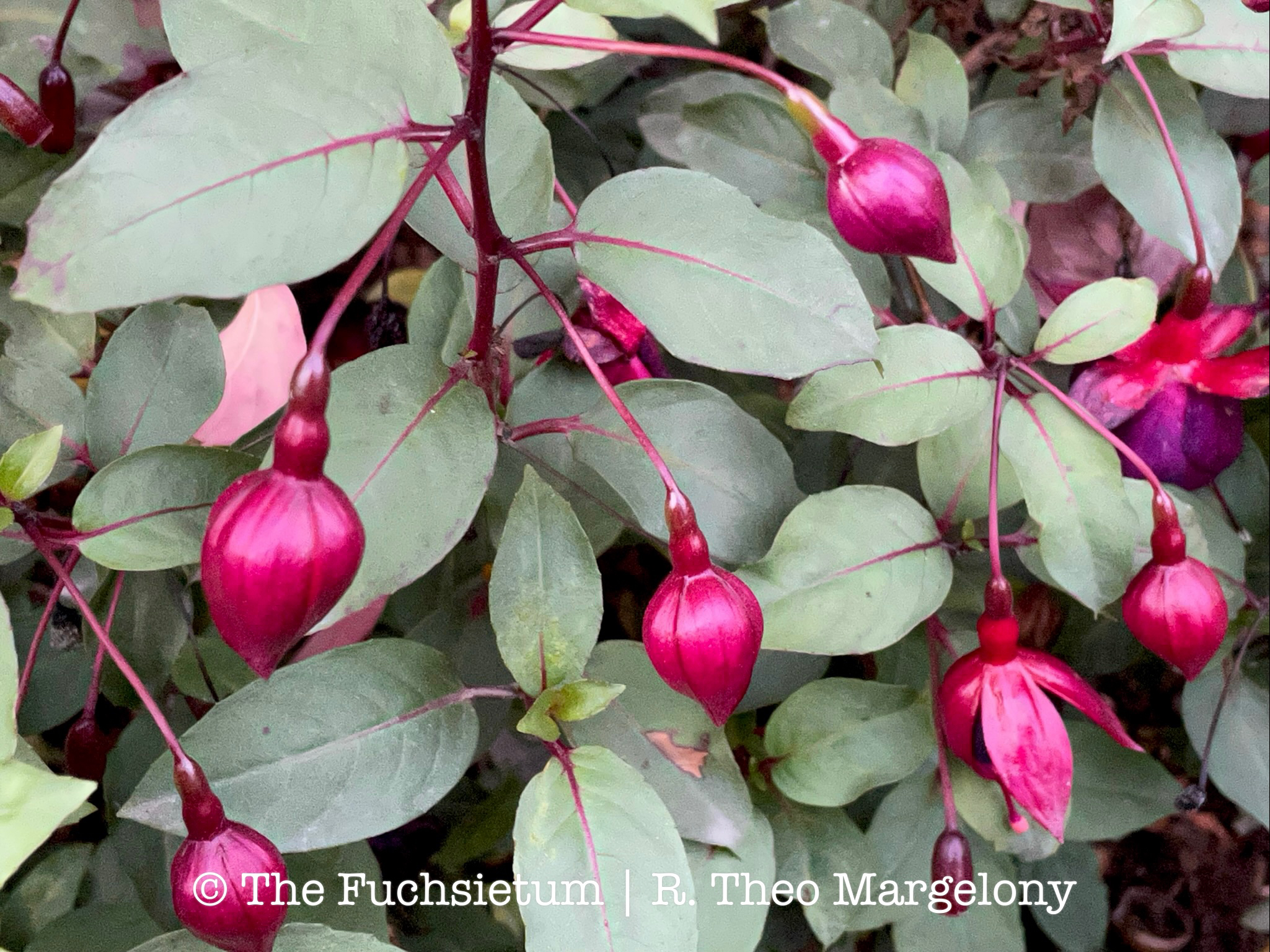 Fuchsia Smokey Blues 09