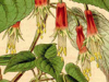 fuchsia-splendens-detail