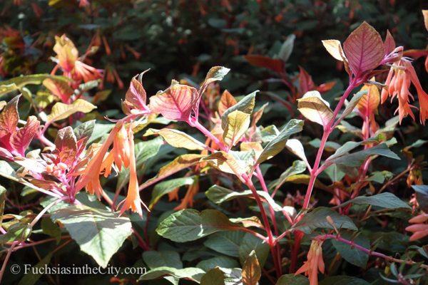 fuchsias-of-august-143