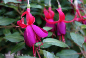 fuchsias-of-august-44