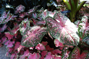 fuchsias-of-august-60