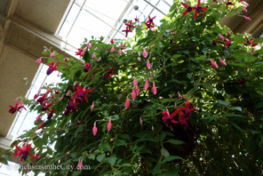 fuchsias-of-august-8