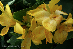 fuchsias-of-august-81