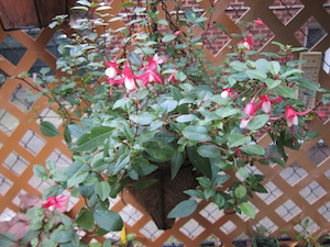 fuchsiasforanotheryear02