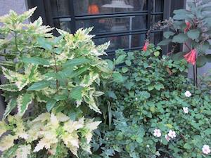 fuchsiasforanotheryear04