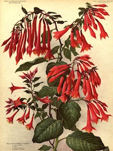 fuchsia-spotlight-gartenmeister-bonstedt-04
